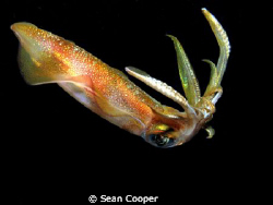 reef squid by Sean Cooper 